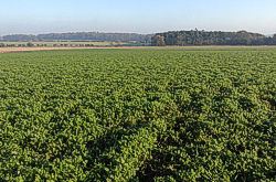 Crop Storage