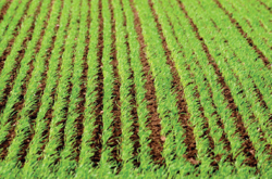 Crop Nutrition